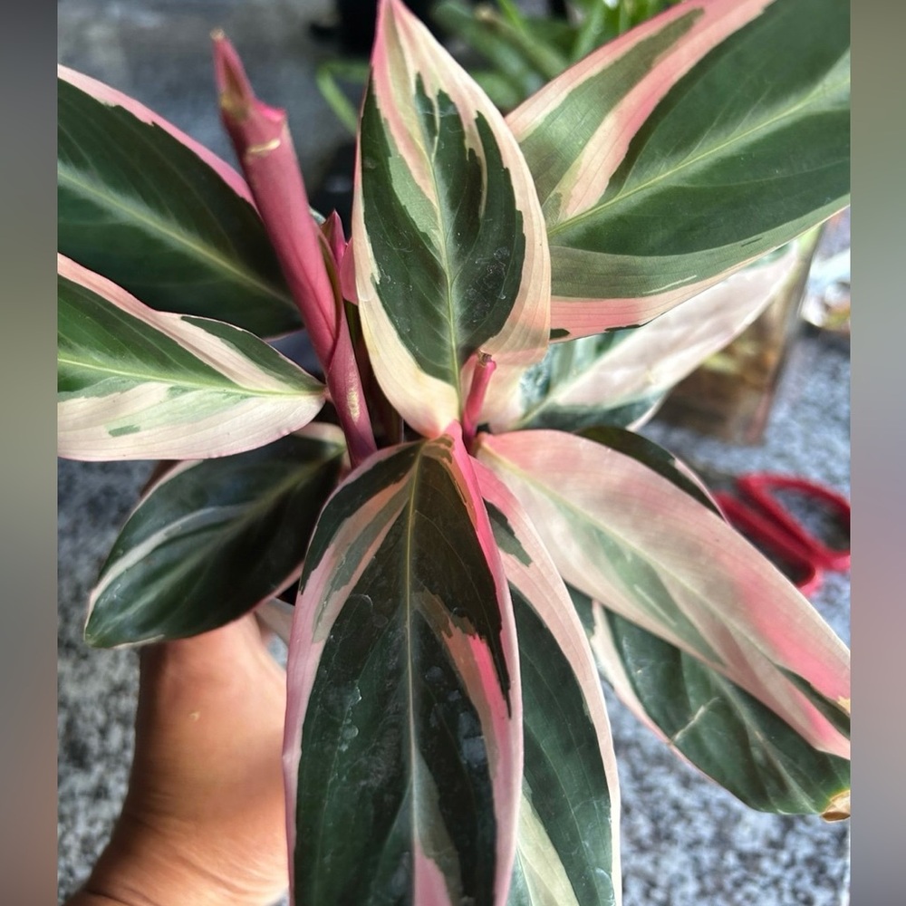 Tri star prayer plant